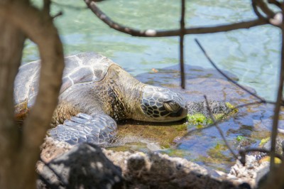 ザ･カハラ･ホテル　ウミガメ